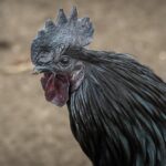 Pilihan Menu Ayam Geprek Bensu Palembang yang Wajib Dipesan