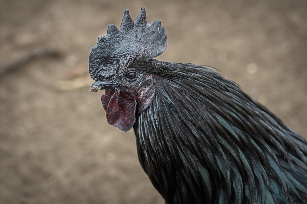 Pilihan Menu Ayam Geprek Bensu Palembang yang Wajib Dipesan