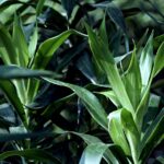 Pengalaman Menarik Mencicipi Geprek Bensu di Palembang