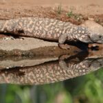 Geprek Bensu: Pilihan Tepat untuk Penggemar Ayam Goreng Pedas di Palembang